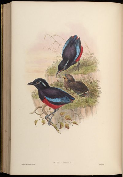 Pitta ussheri = Erythropitta ussheri da John Gould